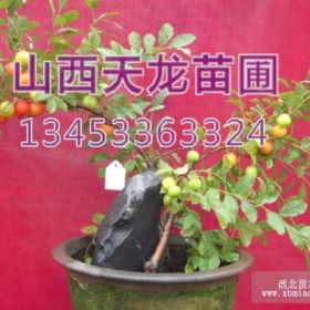 钙果苗种子高钙钙果苗种植技术钙果苗批发钙果苗回收钙果苗