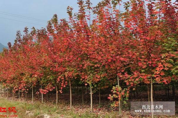 美國紅楓價格