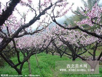 3公分山桃樹價格