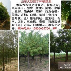 15公分白蜡-13公分白蜡价格供应商在哪里