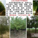 山东豪迈大型苗木种植基地