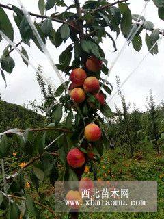 大紅袍李子樹(shù)苗