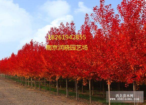 美國紅楓價格