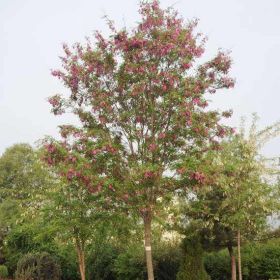 香花槐 河北香花槐基地 保定香花槐基地