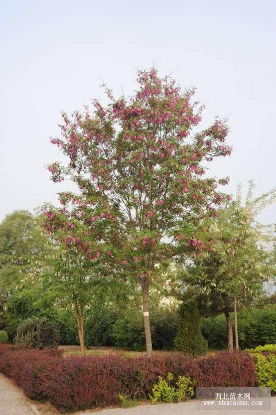 香花槐 嫁接香花槐