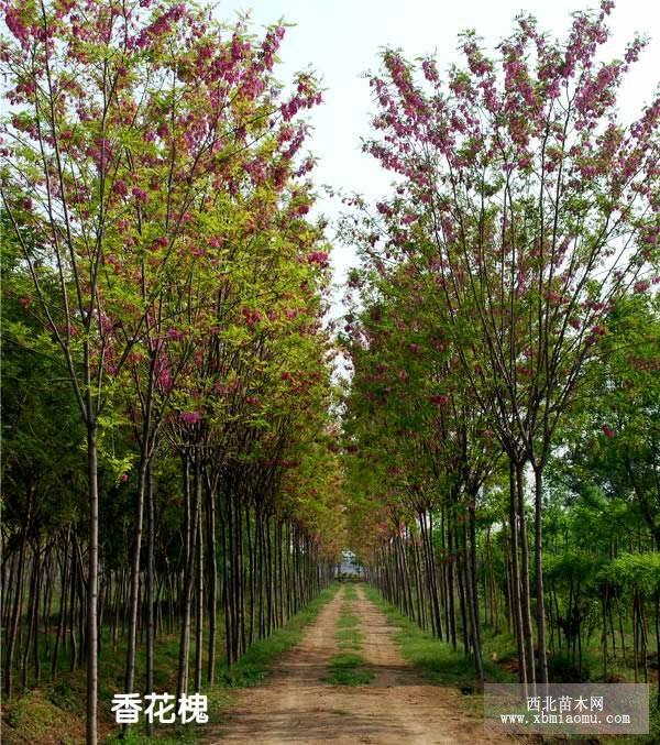 香花槐 嫁接香花槐