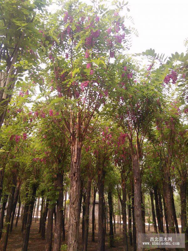 嫁接香花槐 河北香花槐