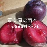 風(fēng)味玫瑰李子苗、紅肉李子苗價格