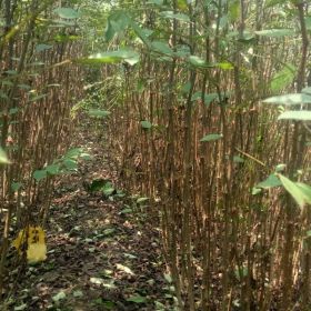 花椒樹苗哪里賣   “大紅袍”花椒樹苗哪里能買到