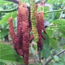 果桑苗種植管理技術(shù)_嘉善果桑苗種植技術(shù)_勤勤果桑供