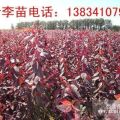 山西紅葉小檗苗 30公分紅葉小檗苗 50公分紅葉小檗苗