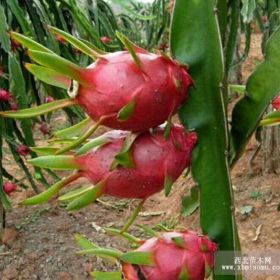 基地果樹直銷 火龍果樹 紅心火龍果 品種全 紅肉火龍果果樹