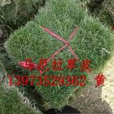 馬尼拉草皮 廈門馬尼拉草皮