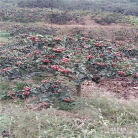 大果山楂苗 黄果山楂苗