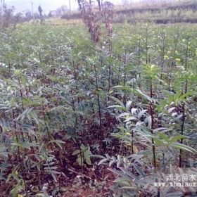 花椒苗价格 哪里有花椒苗育苗产地 多少钱一株