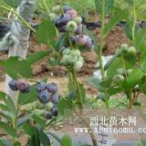 都克蓝莓树苗、都克蓝莓树苗多少钱一棵