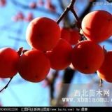 山西10公分柿子樹哪里有=10公分柿子樹產(chǎn)地價(jià)格專賣