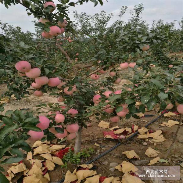 矮化苹果苗