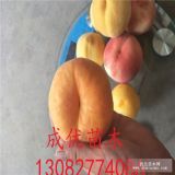 黃桃樹(shù)苗那個(gè)品種好、黃金蜜1號(hào)、黃金蜜4號(hào)多少錢一棵