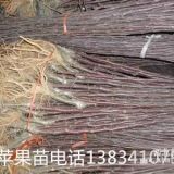 矮化蘋(píng)果苗 2年矮化蘋(píng)果苗 矮化蘋(píng)果苗價(jià)格 1公分矮化蘋(píng)果苗