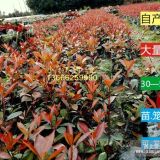 紅葉石楠 小江低價直銷基地四川紅葉石楠杯苗小苗成都價格