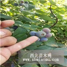 蓝莓苗种植技术 带营养杯蓝莓苗价格