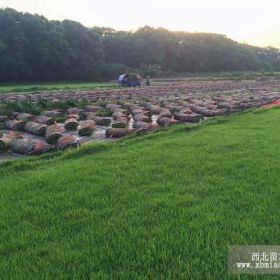 贵阳草皮基地，草皮价格8元