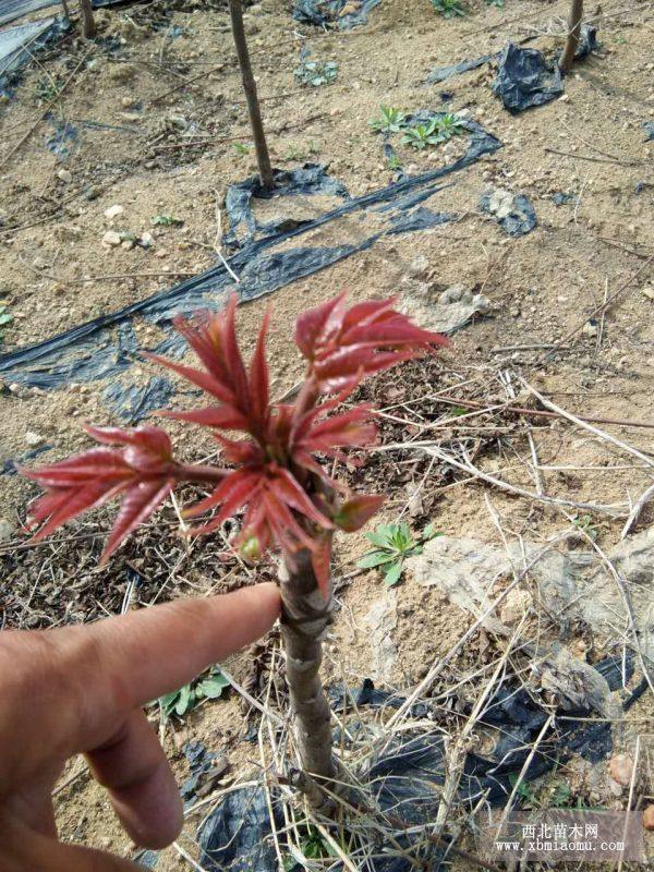 大棚香椿苗 矮化红油香椿树苗 红油香椿芽树