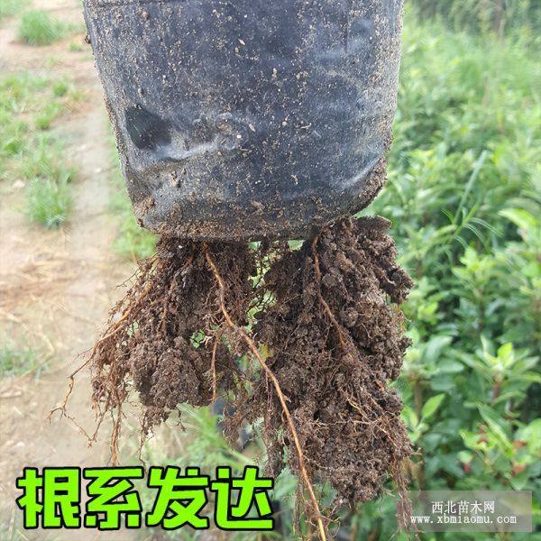 5公分苹果苗