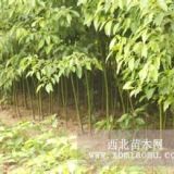 香樟小苗種植技術(shù)·香樟用途·香樟小苗基地