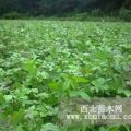 楓香小苗種植技術(shù)用途·造林楓香1年生小苗基地