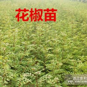 0.8公分的花椒苗价格多少钱