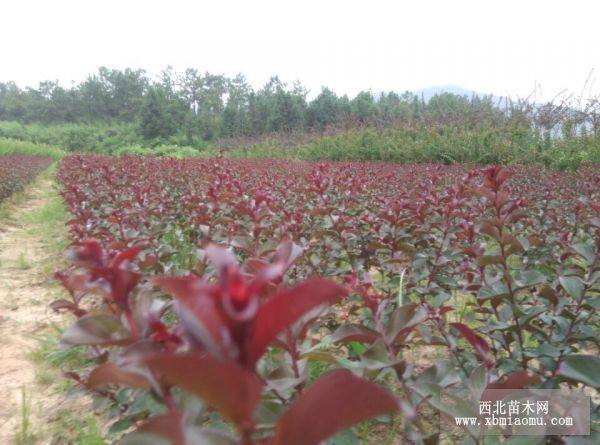 三明、泉州紫薇基地 