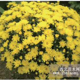 山东菊花  山东青州菊花厂家  国庆节花卉特价促销