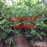 目前栽植效益好的无花果苗，无花果苗品种，无花果苗价格