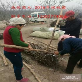 想买核桃苗价格多少、核桃树多少钱、核桃树苗价格多少