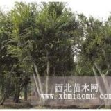 專業(yè)叢生樸樹種植基地叢生樸樹工程苗價格物美價廉