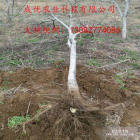 供应核桃树苗、核桃树多少钱、山东核桃苗批发基地