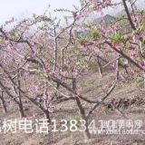 占地桃樹(shù) 5公分桃樹(shù) 8公分桃樹(shù) 6公分桃樹(shù) 山西占地桃樹(shù)