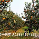 15公分梨樹 10-12-15公分梨樹銷貴州，貴州柿子樹