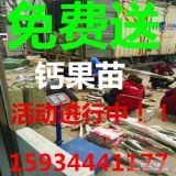 钙果苗价格！！！钙果苗什么品种好？？