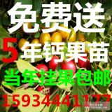 农大8号钙果树苗++农大8号钙果树苗++农大8号钙果树苗