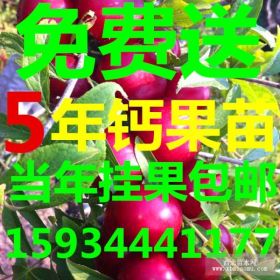 山西农大钙果苗种植基地！！！《山西农大钙果苗》