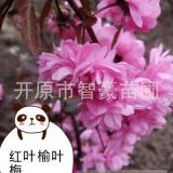 红叶榆叶梅.抗干旱.花期早.校园绿化小区绿化