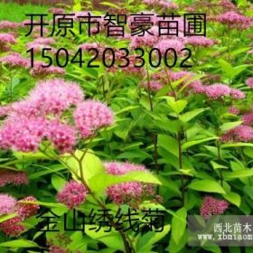 大量出售金焰绣线菊 金山绣线菊 扦插小苗灌丛 绿化植物 全国