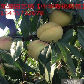 油蟠桃苗去哪買 壽比山3號(hào)油蟠桃苗基地直銷