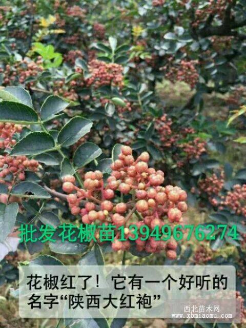 大紅包花椒苗