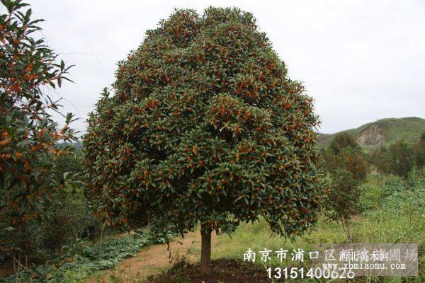 桂花樹(shù)價(jià)格