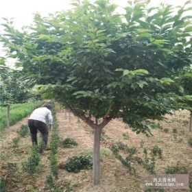 自产自销樱花树 山东12公分樱花树价格 图片