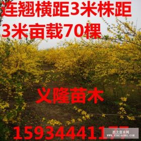 2年连翘苗价格？？？2年连翘苗价格多少钱一棵？？？